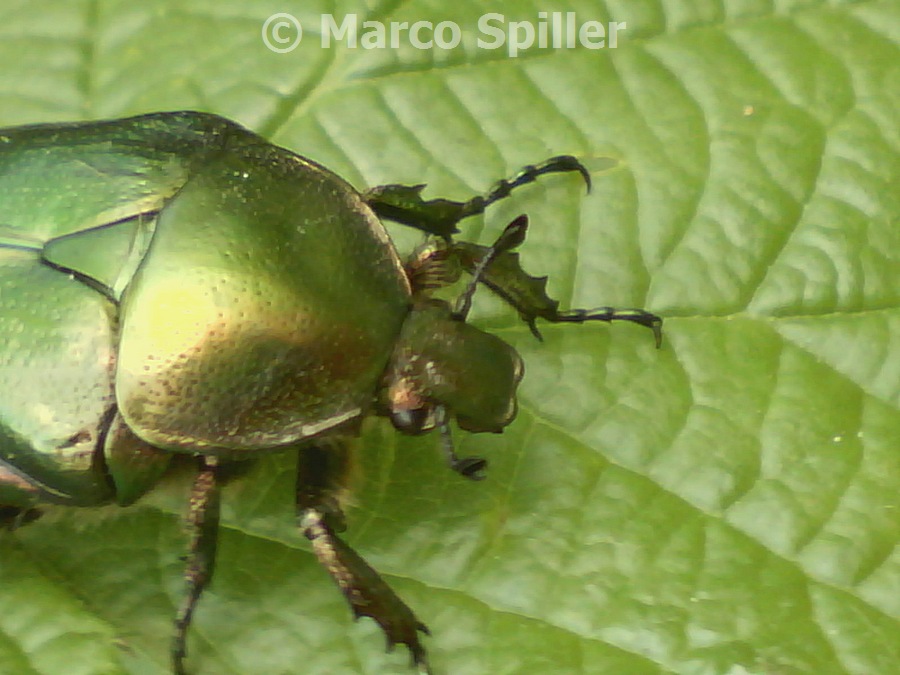 Cetonia aurata